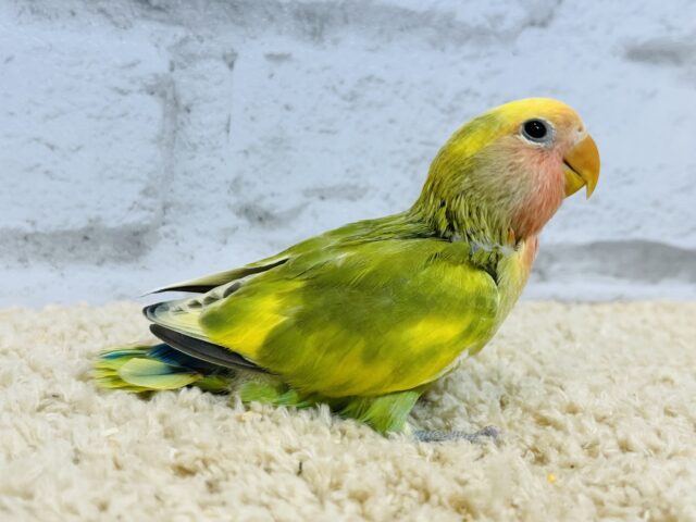 コザクラインコ（小桜インコ）