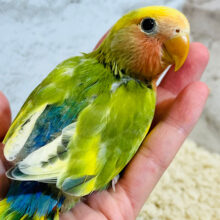 【最新画像更新🪄】トロピカルカラー💐コザクラインコ(タイガーチェリー) ヒナ