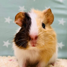 胸きゅん必至♡♡イングリッシュモルモット 女の子