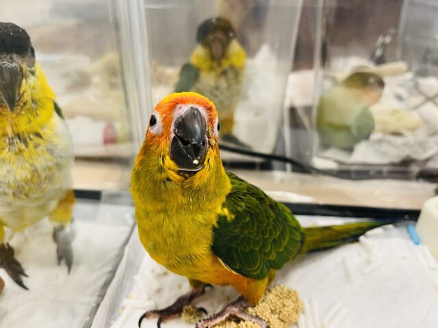 コガネメキシコインコ