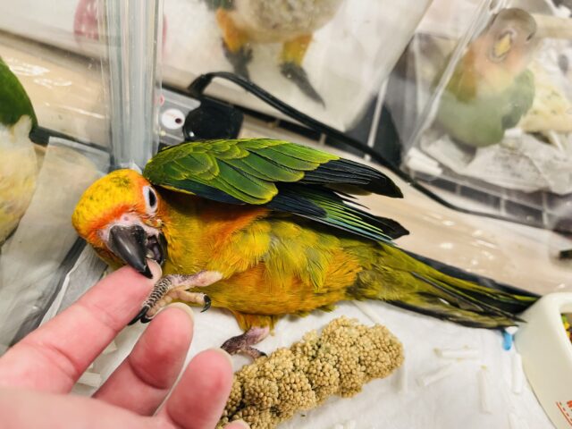 コガネメキシコインコ