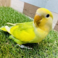 最新画像有り❗️サンサン☀️気分も色も明るいぜぇ〜❣️コザクラインコのタイガーオパーリン！！