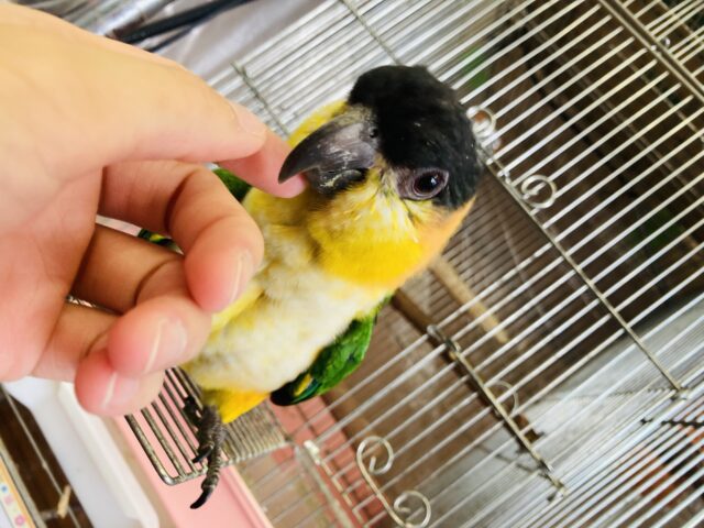 ズグロシロハラインコ