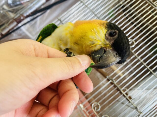 ズグロシロハラインコ