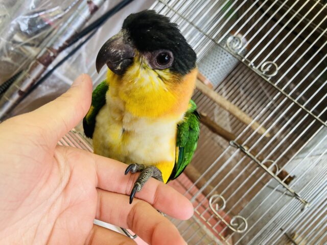 ズグロシロハラインコ