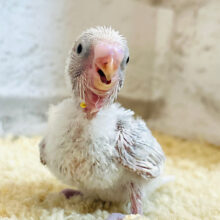 待望♡淡々カラーが魅力的🫧セキセイインコ(ライラック) ヒナ
