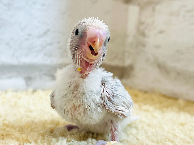 待望♡淡々カラーが魅力的🫧セキセイインコ(ライラック) ヒナ