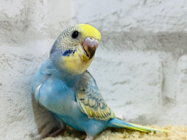 【最新画像更新🪄】アヒルじゃないよ‪☆インコだよ🐣セキセイインコ(パステルレインボースパングル) ヒナ