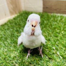 最新画像あります⭐️美白が輝く赤目ちゃん🔴セキセイインコのアルビノ！！