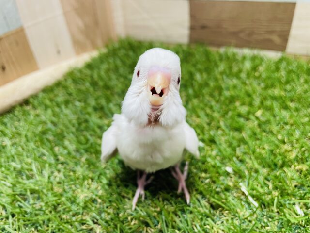 最新画像あります⭐️美白が輝く赤目ちゃん🔴セキセイインコのアルビノ！！