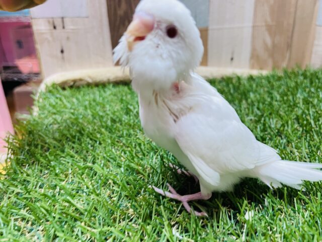 セキセイインコ