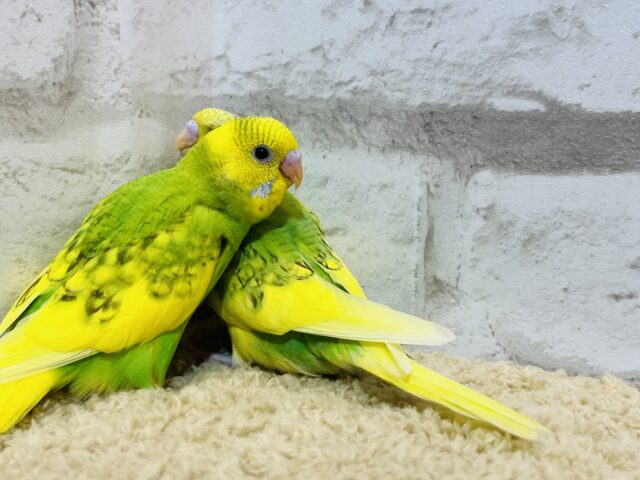 セキセイインコ