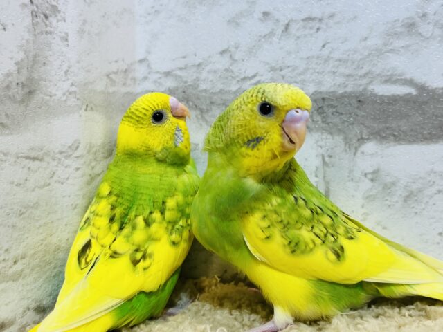 セキセイインコ