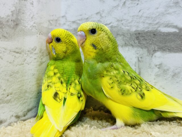 セキセイインコ