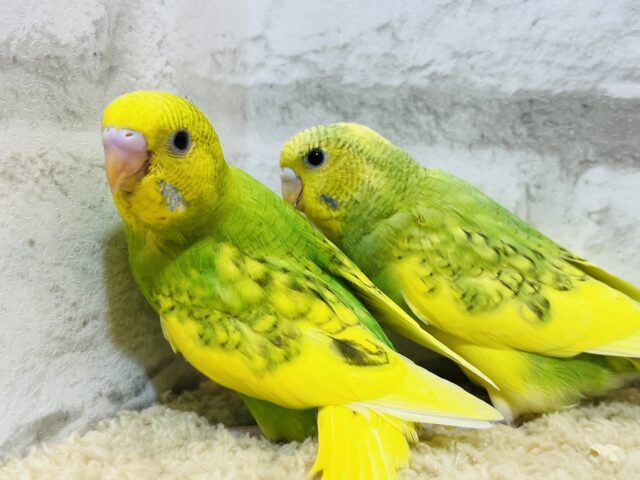 セキセイインコ