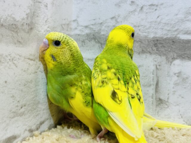 セキセイインコ