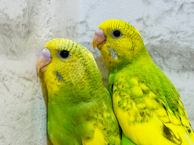 【最新画像更新🪄】今の時期にピッタリな菜の花見つけた🌼🌿セキセイインコ(スパングルパイド) ヒナ