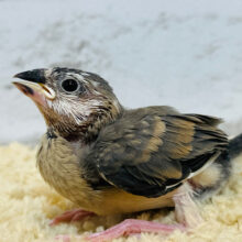 小さな体に魅力が詰まってる♡桜文鳥 ヒナ