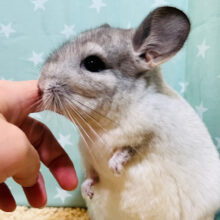 【動画更新🪄】可愛すぎちゃう♡チンチラ(パイド)女の子