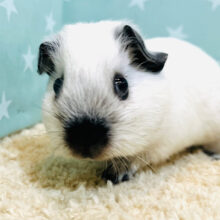 お鼻が真っ黒🖤おめめくりくり‪☆ロシアンスモークモルモット(女の子)