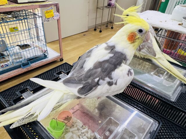 オカメインコ