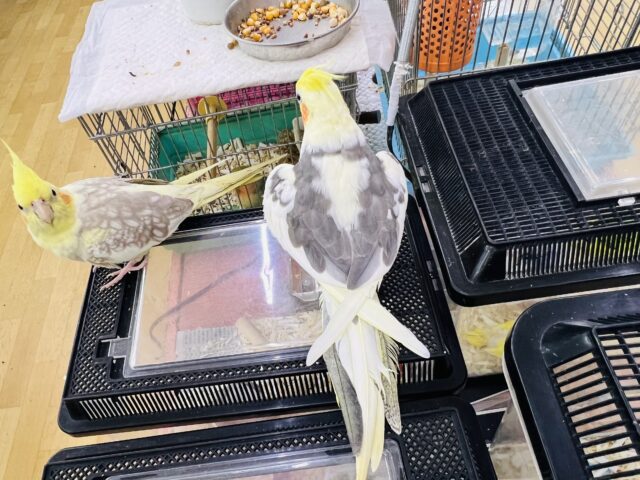 オカメインコ