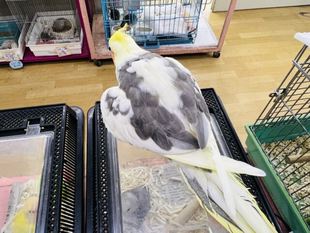 オカメインコ