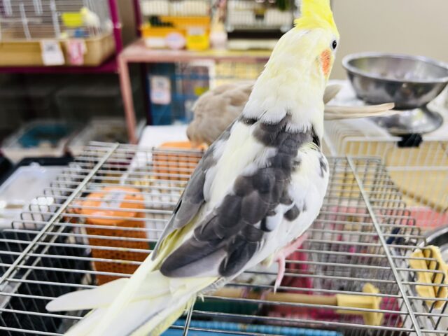 オカメインコ