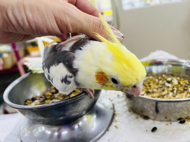 オカメインコ