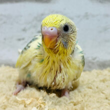セキセイ界のアイドル♡セキセイインコ(パステルカラーレインボーパイド) ヒナ