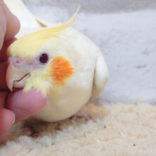 満足いくまでなでなでしてね？♡オカメインコ(ルチノー)