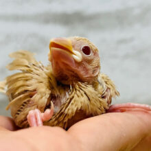 一緒にひと息つきましょう☕️シナモン文鳥 ヒナ