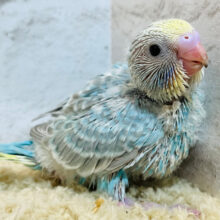 シュワっとハジけるソーダちゃん🍬🫧セキセイインコ(レインボー) ヒナ