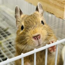 ツンデレガール♡デグー(サンド) 女の子