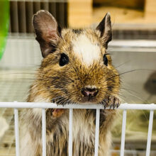 好奇心旺盛ボーイ🌿デグー(パイド) 男の子