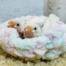 白いふわふわの天使ちゃん🧚‍♂️白文鳥 ヒナ