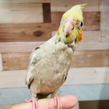 最新画像あります♪ヒナ餌2回❣️いそうでいない⁉️シナモン好き集まれ〜💕オカメインコ（シナモン）