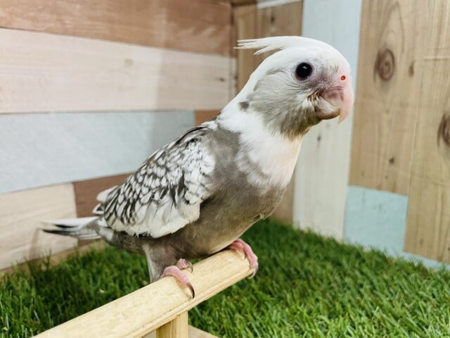 オカメインコ