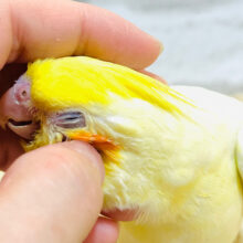 【最新画像更新🪄】ぽわわわ〜ん🫧チークパッチがキュートです♡オカメインコ(ルチノー) ヒナ