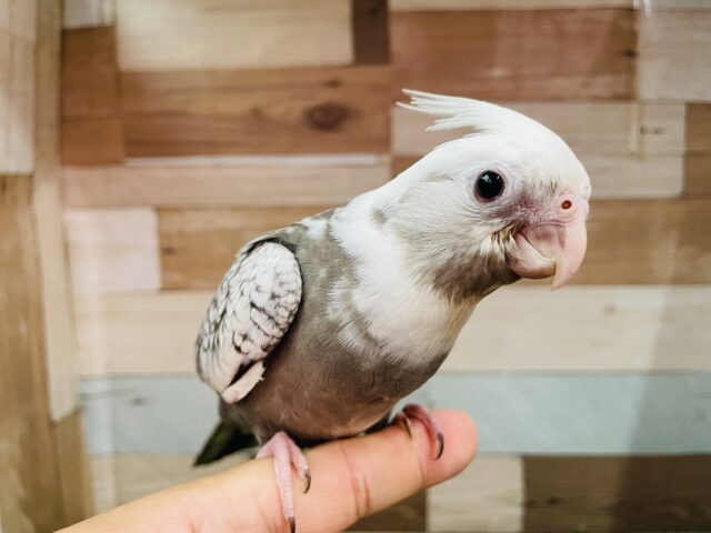 オカメインコ