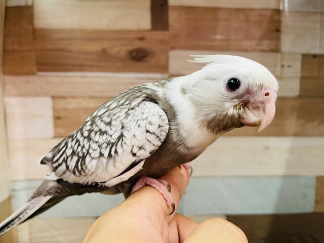 オカメインコ