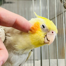あざと可愛いってこの子のこと♡オカメインコ(シナモンパールパイド)
