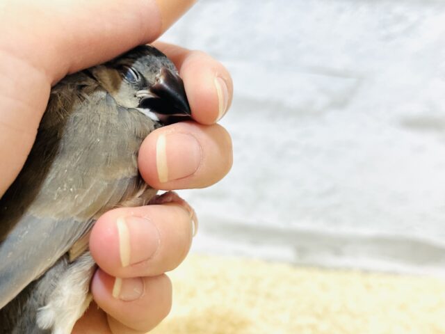 桜文鳥