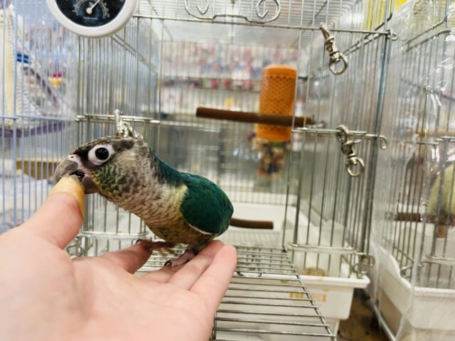 ワキコガネウロコインコ