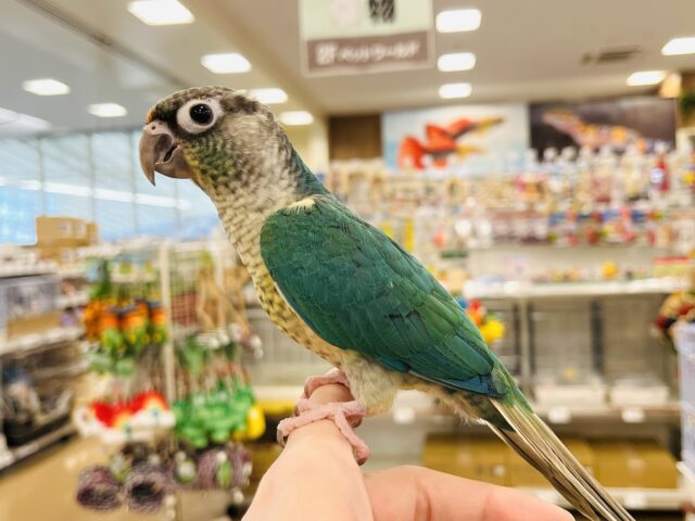 ワキコガネウロコインコ