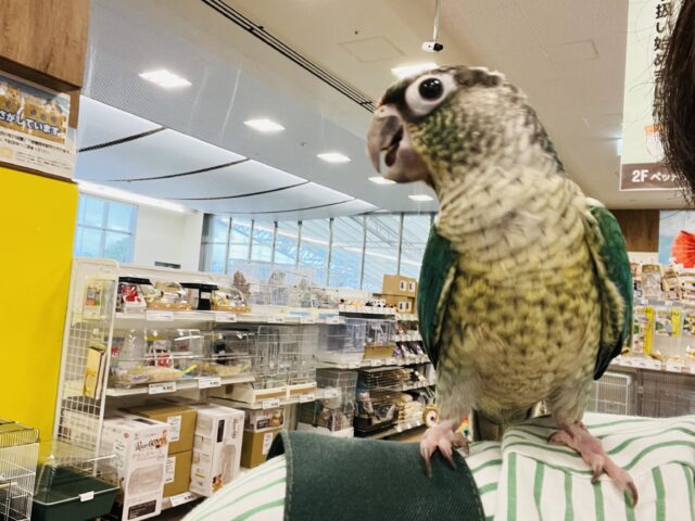 ワキコガネウロコインコ