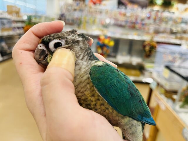 ワキコガネウロコインコ