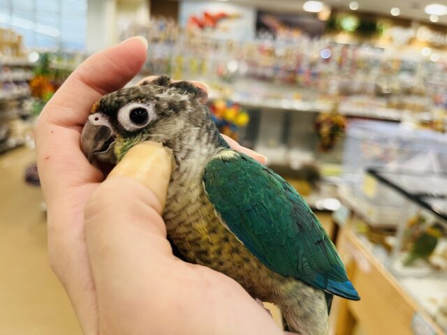 ワキコガネウロコインコ