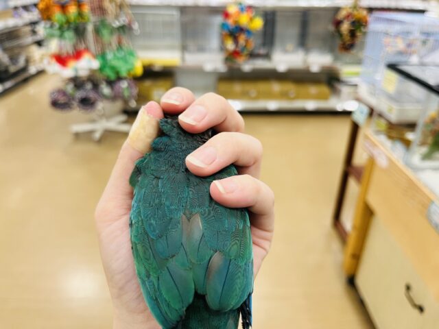 ワキコガネウロコインコ