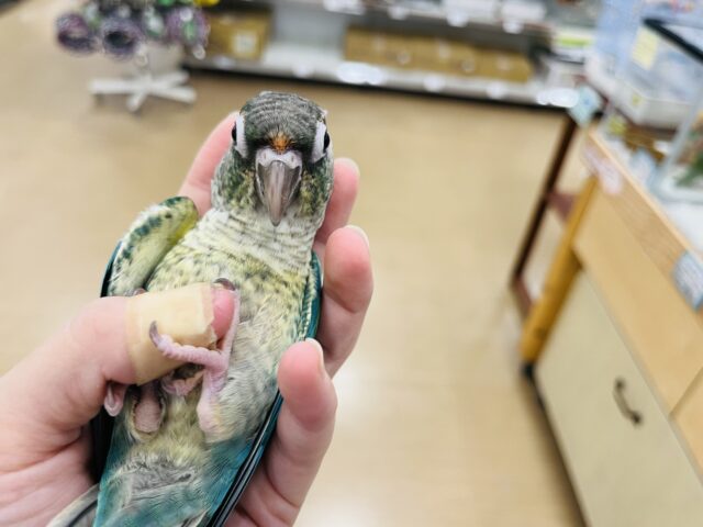 ワキコガネウロコインコ